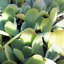 Kalanchoe Luciae Flapjacks Plants Succulents Planting Succulents