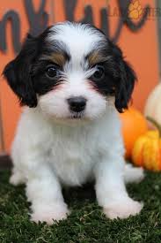 Located on the rolling hills of holmes county ohio. Pin On Cavapoo Puppies For Sale