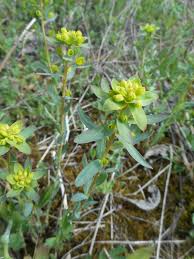 Image result for Euphorbia schimperiana