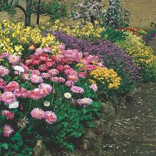 We have an expert staff that is always willing to help you choose the best plants for your gardens. Perennials Assorted My Garden Life