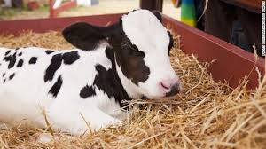 Genetically Modified Cow May Hold Answer For Milk Allergy Cow Baby Milk Human Milk