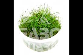 Image result for Eleocharis minima