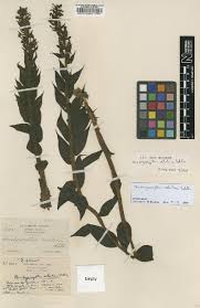 Image result for Brachycorythis rhodostachys