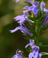 Image result for Lobelia pteropoda