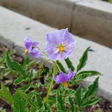 Image result for Solanum sp.no.2