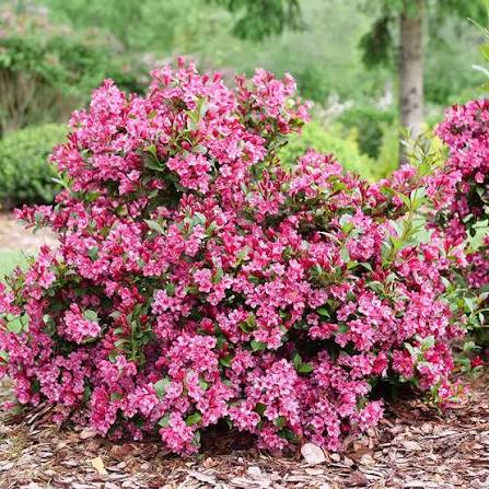 Sonic Bloom Punch weigela | Spring Meadow - wholesale liners - Spring  Meadow Nursery