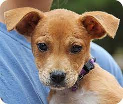 Their mission is to provide refuge Pin On Puppy Rescue Love Needed