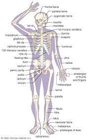 Bones of the human body can be classified (i.e. Skeletal System Parts And Functions Britannica