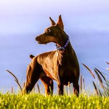 Kopek Dunyasi Adli Kullanicinin Doberman Panosundaki Pin 2020