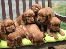 Reputable breeder of golden retriever puppies in vancouver washington and portland oregon, northwestgoldens.com. Wild At Heart Red Retrievers Home Facebook