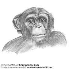 Chimpanzee drawing | alecia goodman blog. Chimpanzee Face With Pencils Pencil Drawings Face Pencil Drawing Drawings