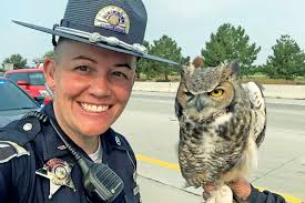 Idaho State Police Rescue Great Horned Owl Trapped in Plastic Along Busy  Freeway