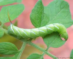 Maybe you would like to learn more about one of these? 4 Common Caterpillars What They Mean To Your Garden Hobby Farms