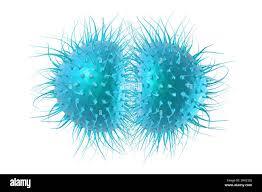 Image result for Neisseriaceae