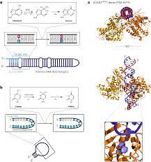 Precision RNA base editing with engineered and endogenous effectors |  Nature Biotechnology