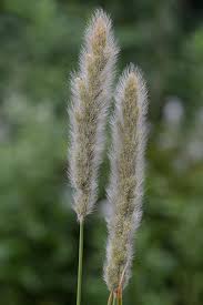 Image result for Polypogon