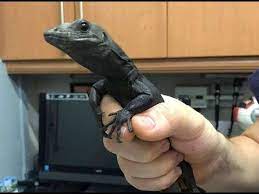 Il timbro brunito del registro centrale si intreccia con il morbido abbandono nella romanza del fiore, per poi trasformarsi in un credibilissimo. Varano Acuatico Varanus Salvator Animals