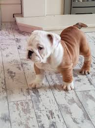 Find puppies for sale in duluth, minnesota! Traditional Red And White English Bulldog Puppies Marshfield Us En Oc2o