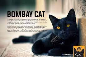30 Of The Most Popular Cat Breeds And Their Origins Popular Cat Breeds Most Popular Cat Breeds Cat Breeds