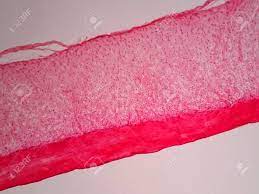 Check spelling or type a new query. Cross Section Human Tendon Under Microscope View Stock Photo Picture And Royalty Free Image Image 74959078