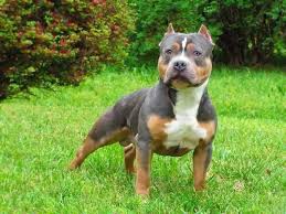 Pin Em Pitties Kitties And Chihuahuas