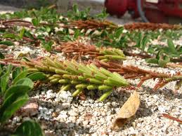 Image result for Indigofera phyllanthoides