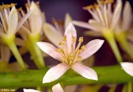 Image result for Tragia adenanthera