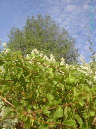 Image result for Fallopia baldschuanica