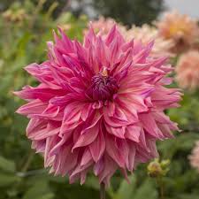 Dahlia Penhill Dark Monarch Dahlia White Flower Farm Dahlia Flower