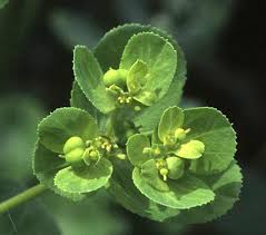 Image result for Euphorbia neopolycnemoides