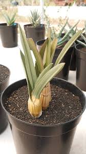 Image result for Eulophia petersii