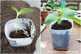 Plant saucers for your planting pots you can use plastic two liter bottles and milk jugs for saucers to put underneath your indoor and outdoor pots, as long as they're small enough to fit in them. Diy Reusing Milk Bottles As Plant Pots Theecomuslim
