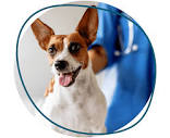 About Animal Place Veterinary Hospital | Aspen Hill Vet