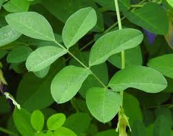 Image result for Clitoria