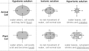 Effect Of Solutions On Cells Plant Cell Solutions Cell