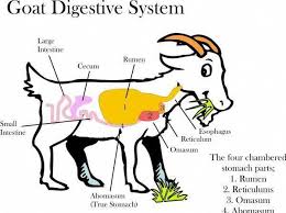 Goat Farming Getting Back To Basics In 2020 Fainting Goat Goat Farming Goat Care