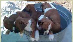 How much should he be eating? Boxer Puppy Place Home Facebook