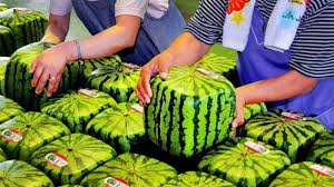Gambar buah buahan origami paling imut gratis. 10 Buah Termahal Di Dunia Mau Coba Mataram Radio City