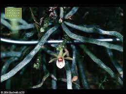 Image result for Taeniophyllum