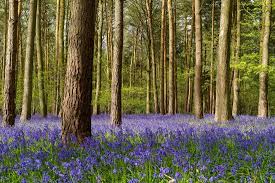 Located in tattenhall in the cheshire region, yew tree farm cottage has a terrace and garden views. Chocolate Shed Yew Tree Farm Craft Centre Henley In Arden Traveller Reviews Tripadvisor