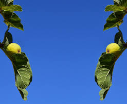 Fig is a nutritious and sweet mulberry fruit. Download Free Photo Of Figs Fig Tree Fruits Real Coward Fruit From Needpix Com