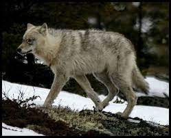 The Great Plains Wolf Canis Lupus Nubilus Also Known As The Buffalo Wolf Dusky Wolf Is A Subspecies Of Gray Wolf Whose Range Canis Lupus Canis Maned Wolf