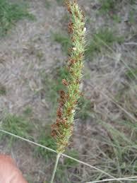 Image result for Setaria incrassata