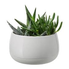 Succulent Plant With Pot Gray 0507902 Pe636094 S4 Jpg 500 500 Pixels Succulent Krukvaxter Krukor