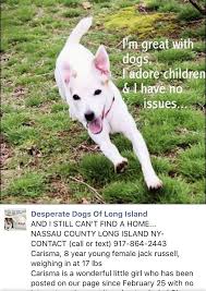 Visitors could visit the animal shelter and take a rescue puppy out for a walk along the beach. 4 18 19 Little Princess Carisma Is Still Homeless Please Help Her Hero Find Her Ij2 Dogs Animal Abuse Awareness Dog Adoption