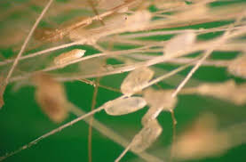 Cattle Lice Kentucky Pest News