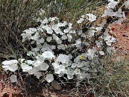 Image result for Convolvulus farinosus