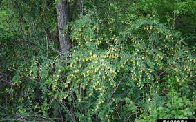 Image result for Barberry