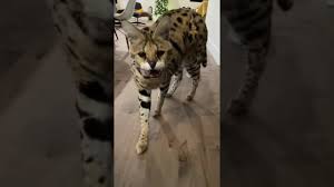 Chloe the Serval: hissing compilation - YouTube