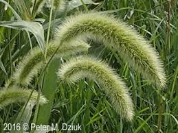 Image result for Setaria grandis